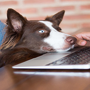 Hund blickt auf Laptop