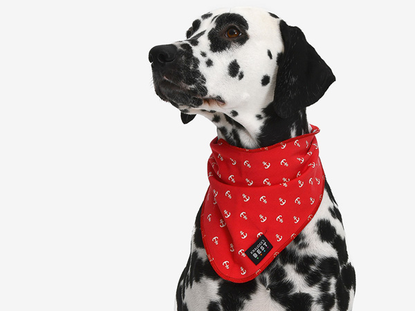 Hund mit einem roten Halsband