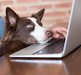 Hund blickt auf Laptop