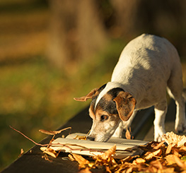 Kleiner Hund schnüffelt an Herbstlaub