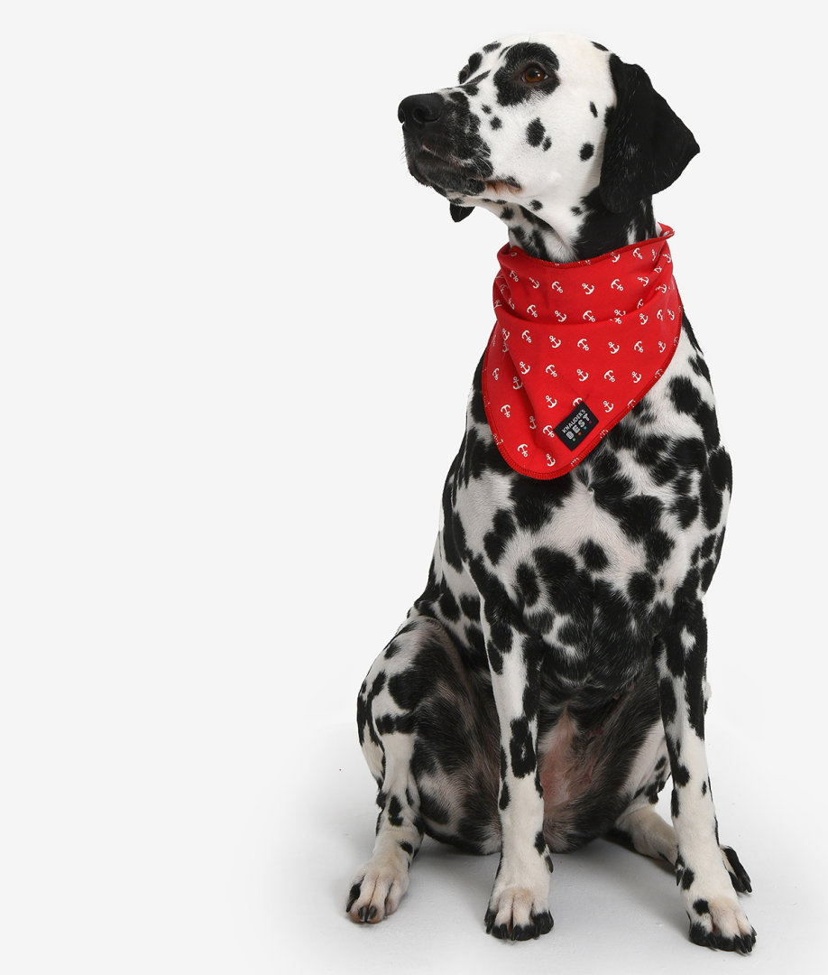 Sitzender Hund traegt ein schickes rotes Halstuch